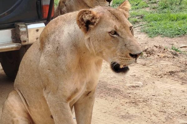 Best Time for Wildlife Safaris in Rwanda