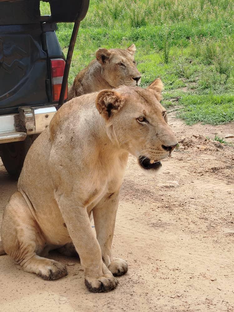 Best Time for Wildlife Safaris in Rwanda