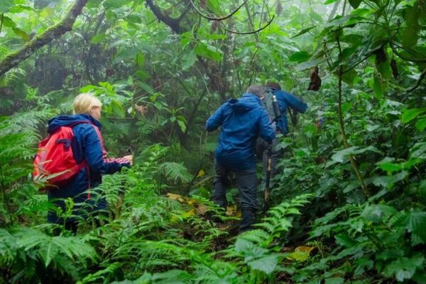 Rules and Guidelines for Gorilla Trekking in Rwanda