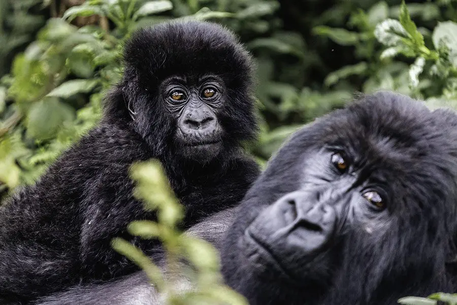 gorilla trekking in rwanda, Gorilla Trekking Tours for Travelers from Australia