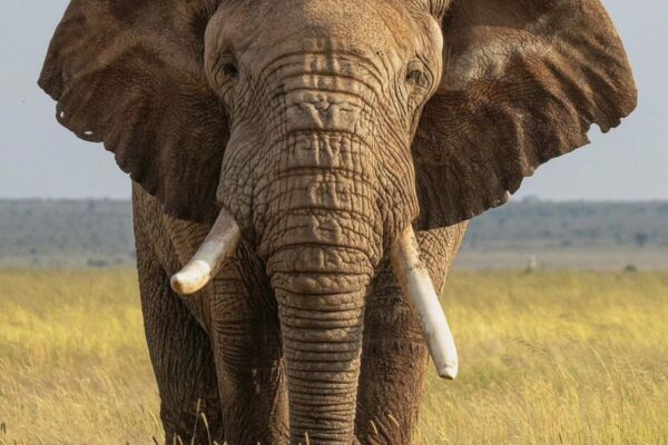 Big Five safaris in Rwanda