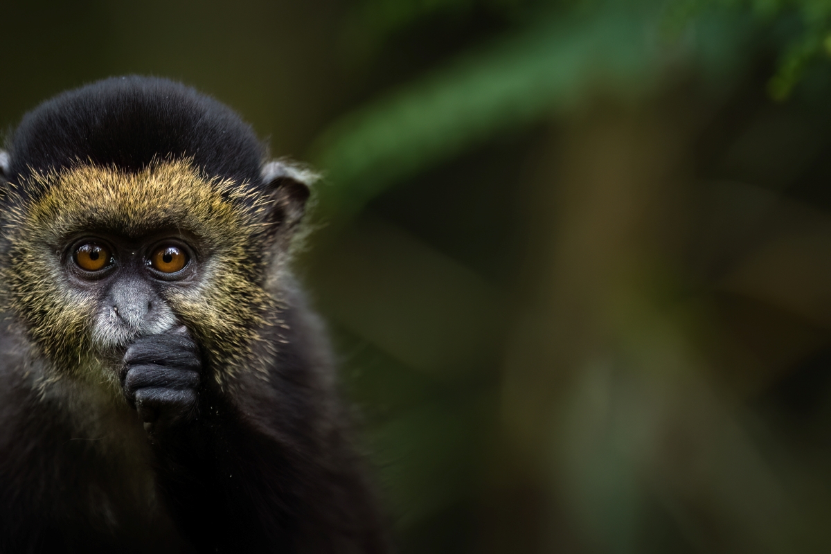 golden monkey trekking in rwanda, wildlife safaris in rwanda, rwanda wildlife, wildlife of rwanda, wildlife safaris rwanda, safaris in rwanda from Israel