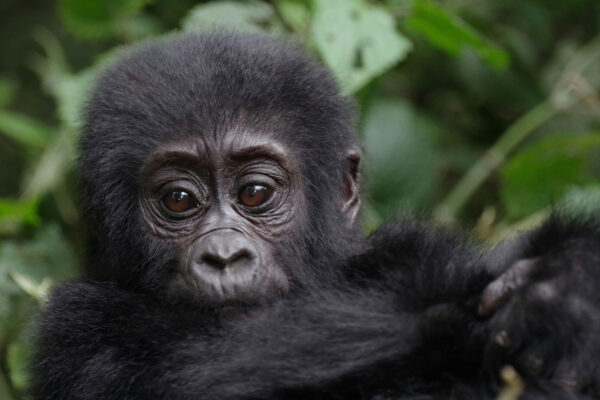 Safaris from Rwanda to Uganda, Uganda Gorillas and Wildlife, African Safari, Rwanda Safaris from Canada, East African Safaris from Rwanda