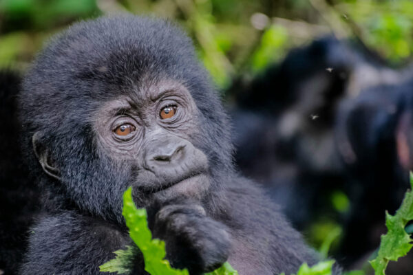 Gorilla Families in Volcanoes National Park
