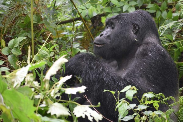 Gorilla Trekking Safaris in Rwanda from Kigali City, Gorilla Trekking in Rwanda from Kruger National Park, South Africa