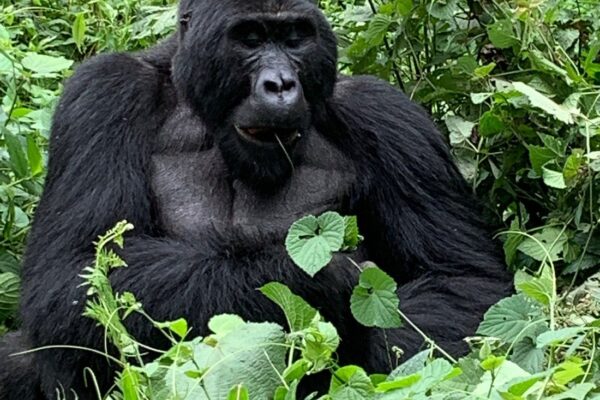 Gorilla Trekking in Rwanda from Maasai Mara National Reserve, combine safaris in Kenya with Rwandan safari vacations for gorilla trekking