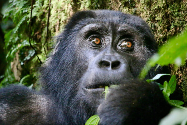 gorilla trekking in Rwanda with Uganda wildlife safaris, Chobe National Park Safari with Gorilla Trekking in Rwanda, Explore Gorilla Trekking