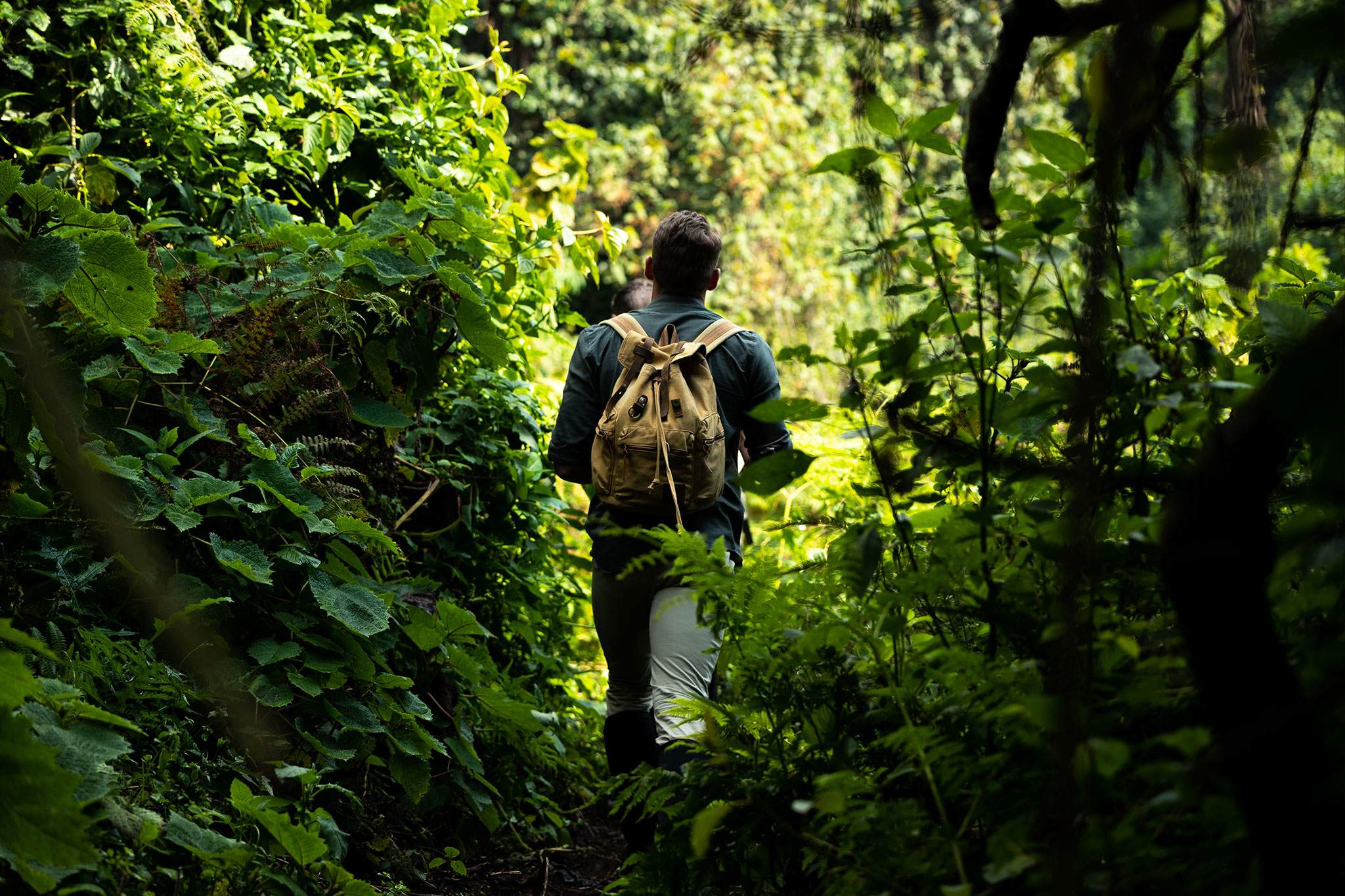 nyungwe forest national park, nyungwe national park, Rwanda Safaris from Canada, gishwati-mukura national park