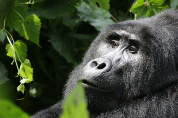 Luxury Gorilla Trekking Tours in Rwanda