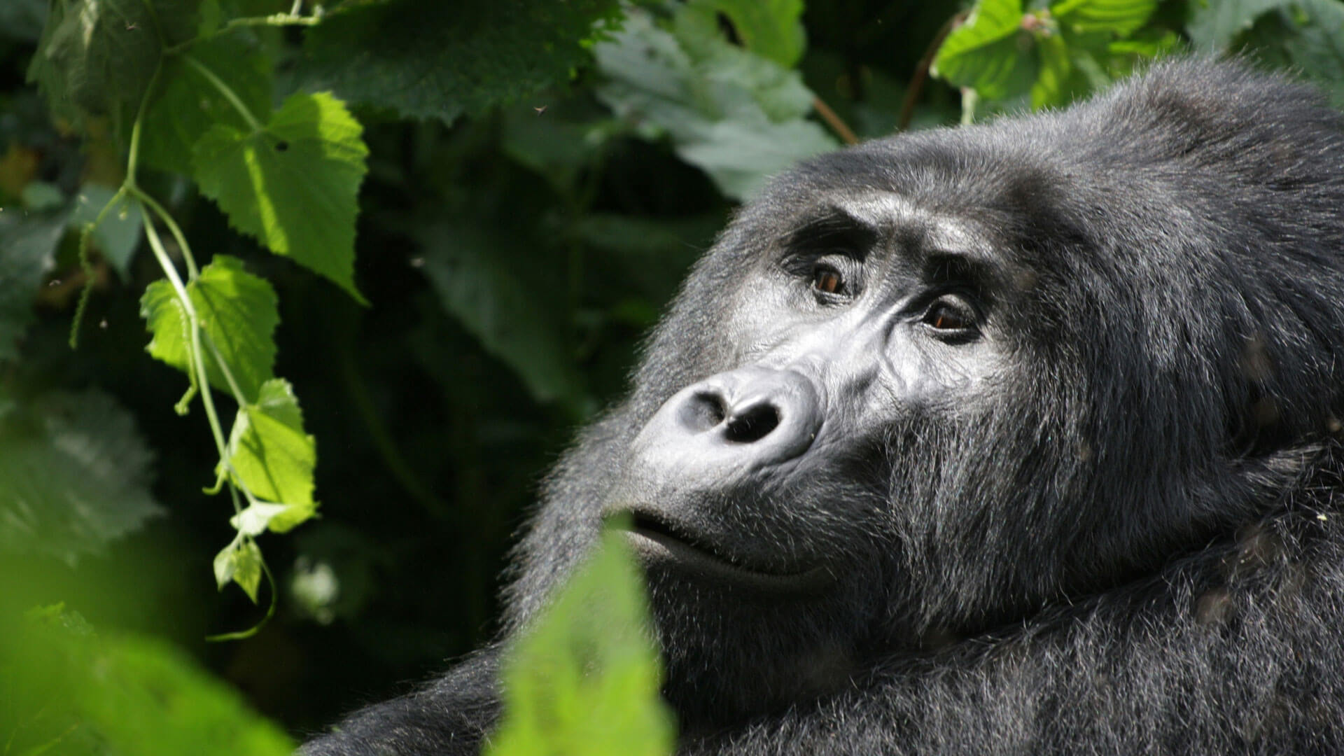 Luxury Gorilla Trekking Tours in Rwanda
