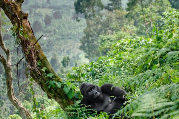 Safaris from Rwanda to Uganda, Uganda Gorillas and Wildlife