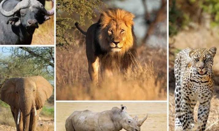 Safaris from Rwanda to Tanzania