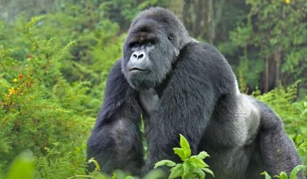 Rwanda vs Uganda Gorilla Trekking
