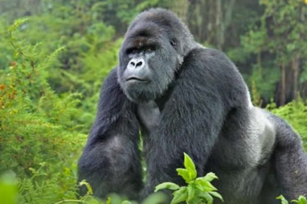 Rwanda to Bwindi Gorilla Safari Road Trip Itinerary