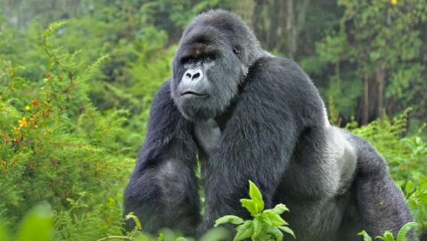 Rwanda vs Uganda Gorilla Trekking