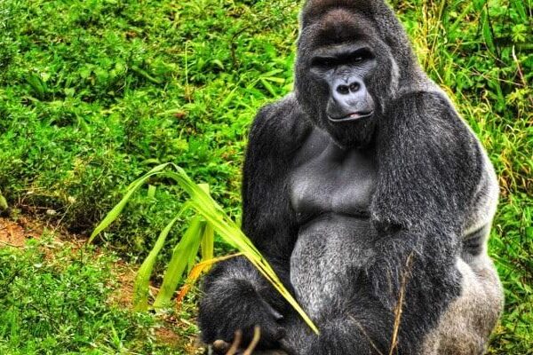 Rwanda Gorilla trekking