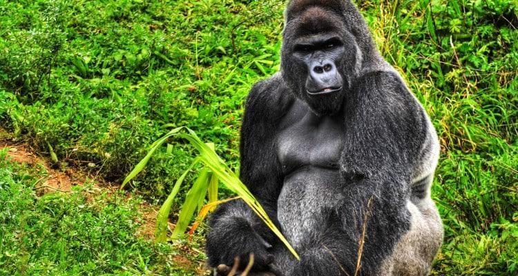 Rwanda Gorilla trekking