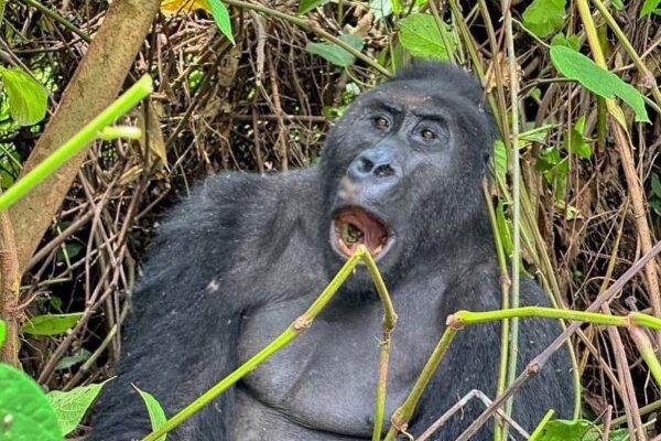 How to Prepare for Gorilla Trekking
