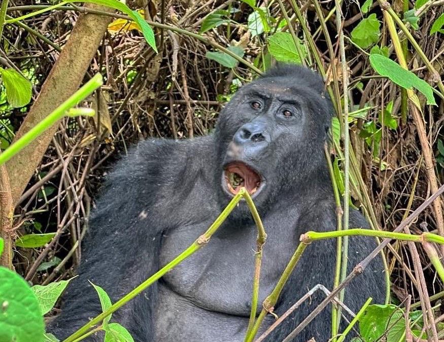 How to Prepare for Gorilla Trekking