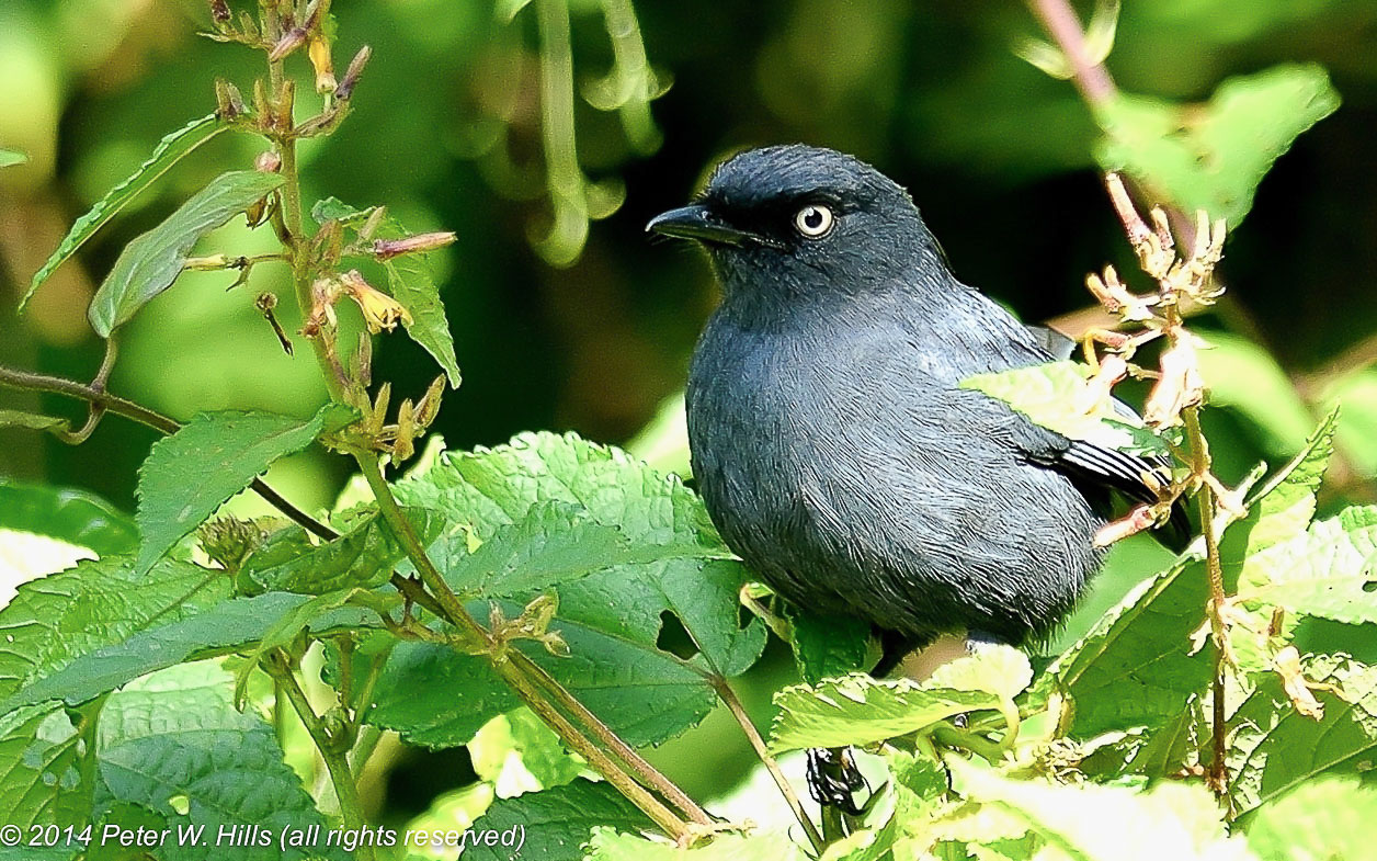 Bird Watching Safaris in Rwanda 
