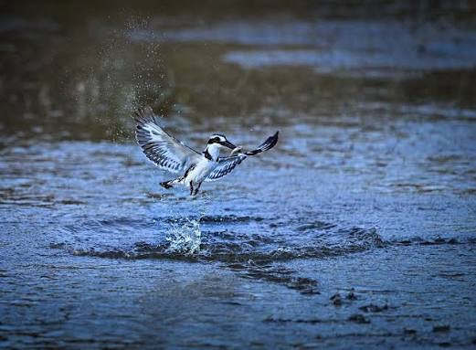 Bird Watching Safaris in Rwanda 