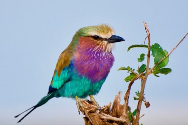 Birdwatching in Rwanda.