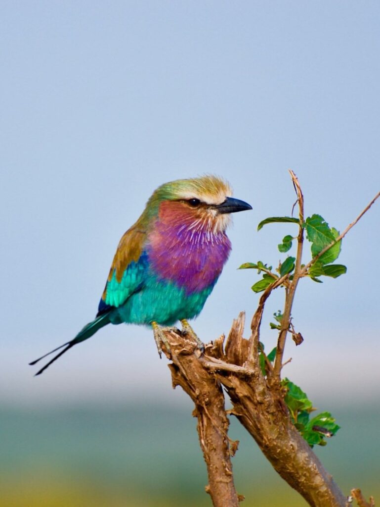 Birdwatching in Rwanda.