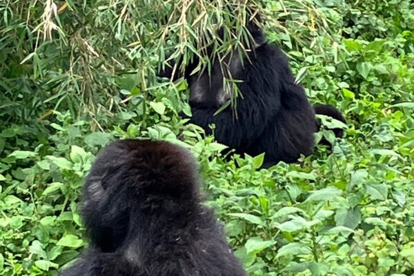 cultural experiences to add after gorilla trekking in Rwanda