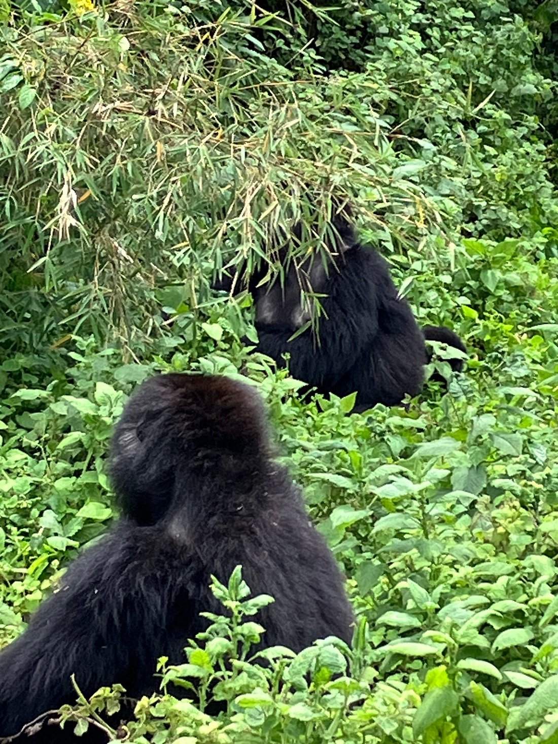 cultural experiences to add after gorilla trekking in Rwanda