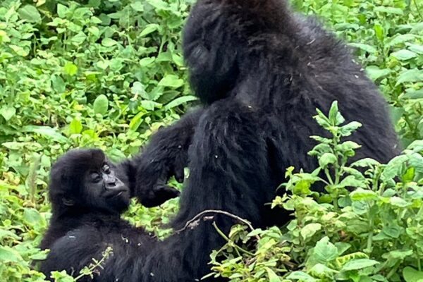 Gorilla Trekking for Seniors or Families