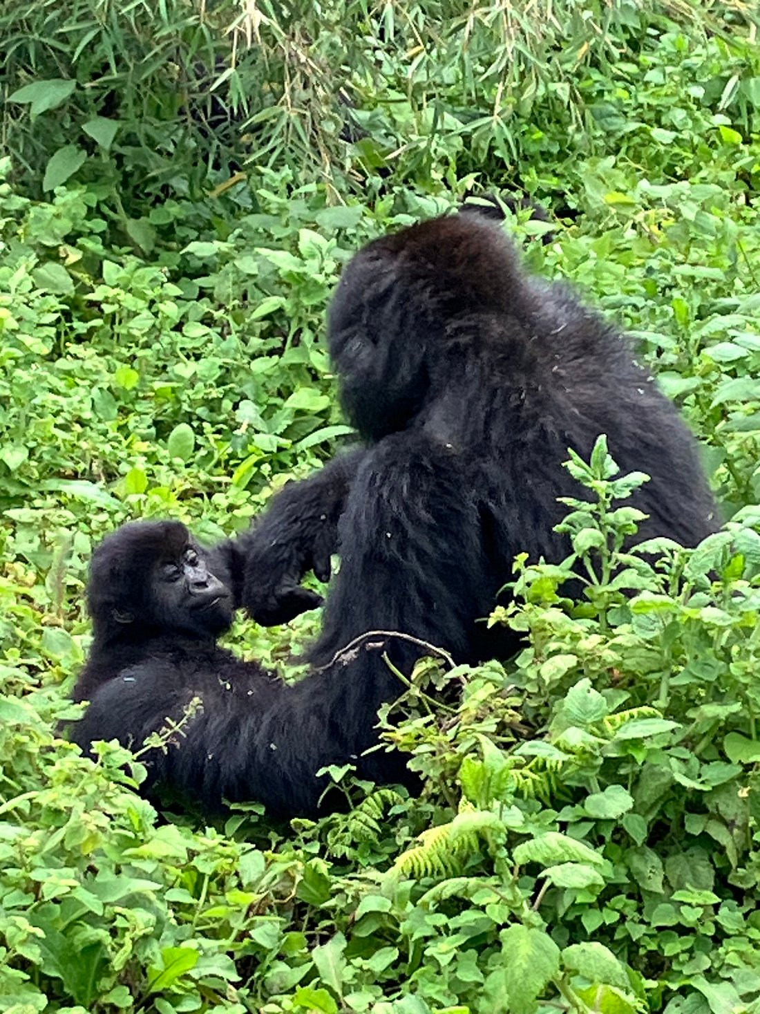 Gorilla Trekking for Seniors or Families