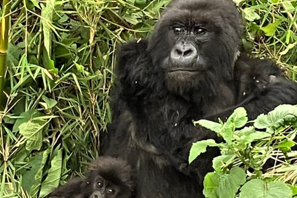 Gorilla Trekking Safety in Rwanda