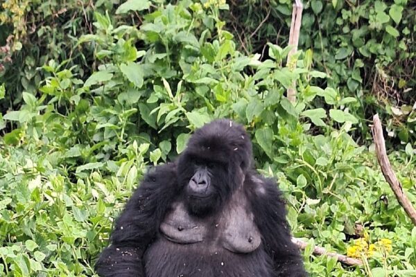 3 Days Gorilla Trekking Itinerary in Rwanda