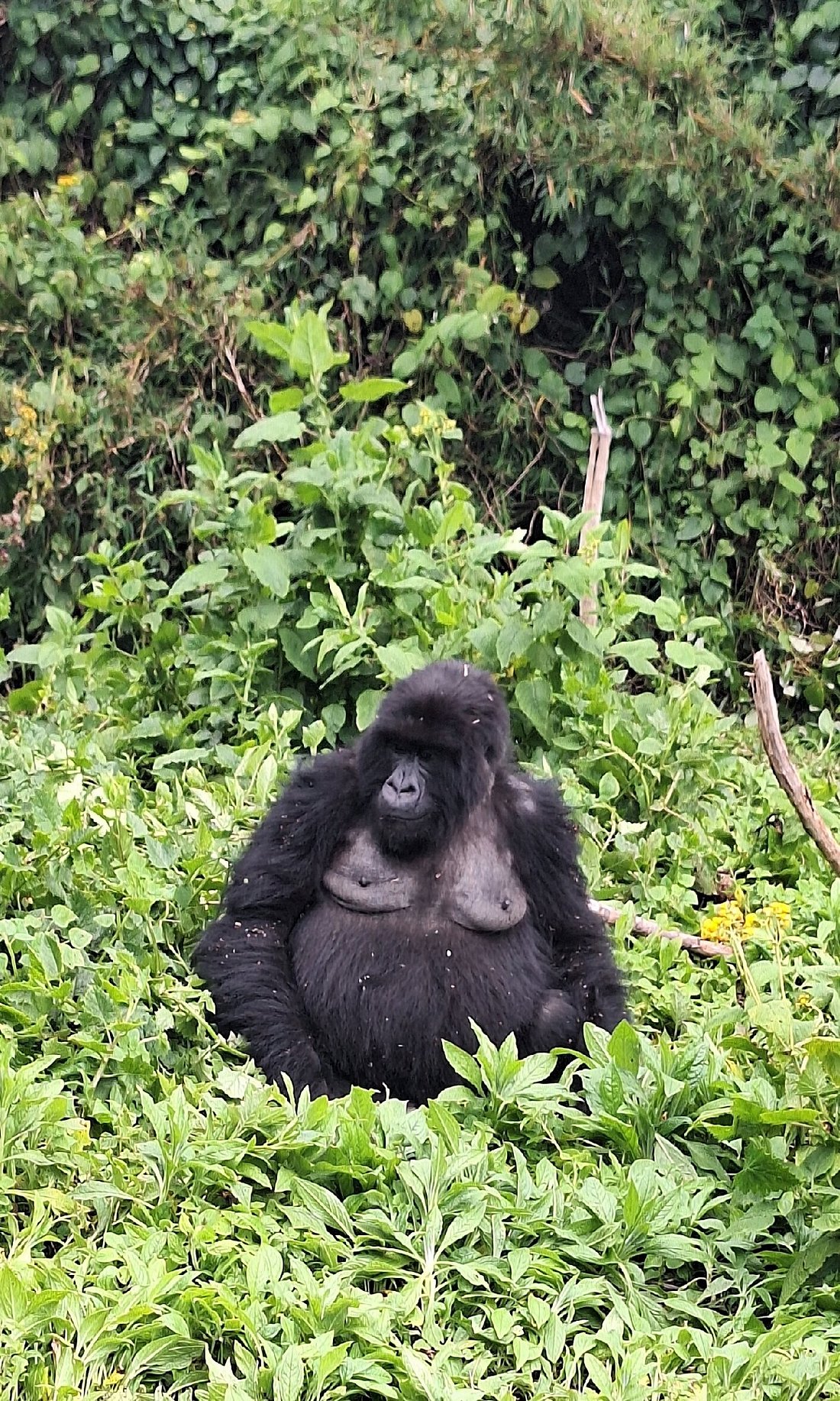 3 Days Gorilla Trekking Itinerary in Rwanda