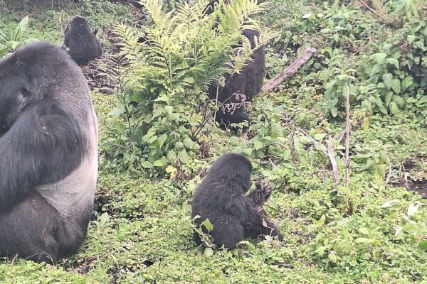 1 Day Rwanda Gorilla Trekking from Kigali