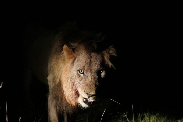 Night Game Drives in Akagera
