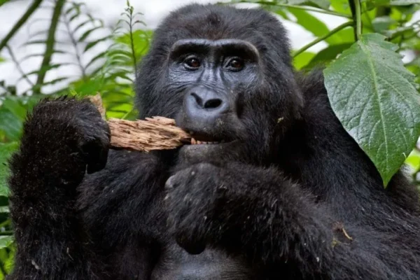 Budget vs Luxury Gorilla Safari Rwanda and Uganda