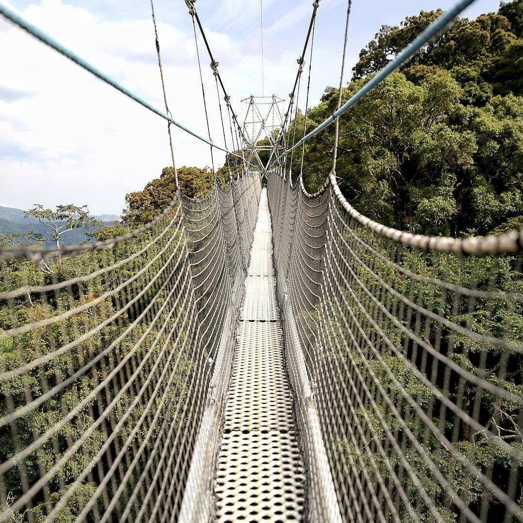 Nyungwe Canopy Walk Experience – What to Expect & Tips