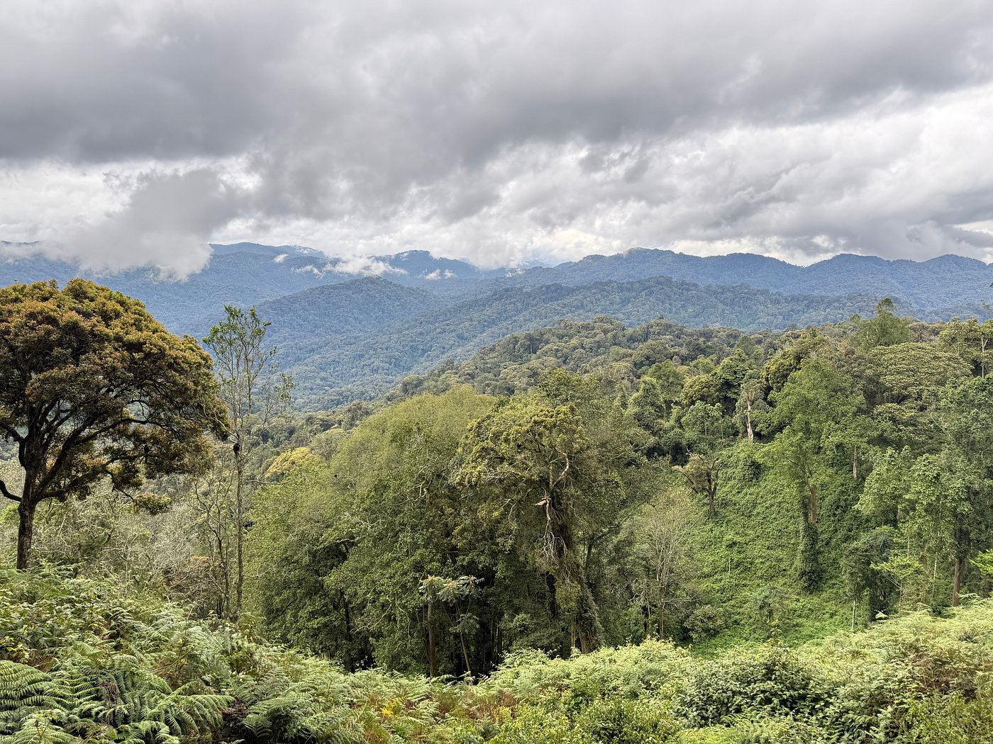 Nyungwe Canopy Walk Experience – What to Expect & Tips