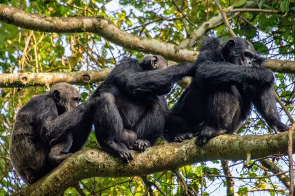 Nyungwe Forest Hiking for Beginners – What to Expect