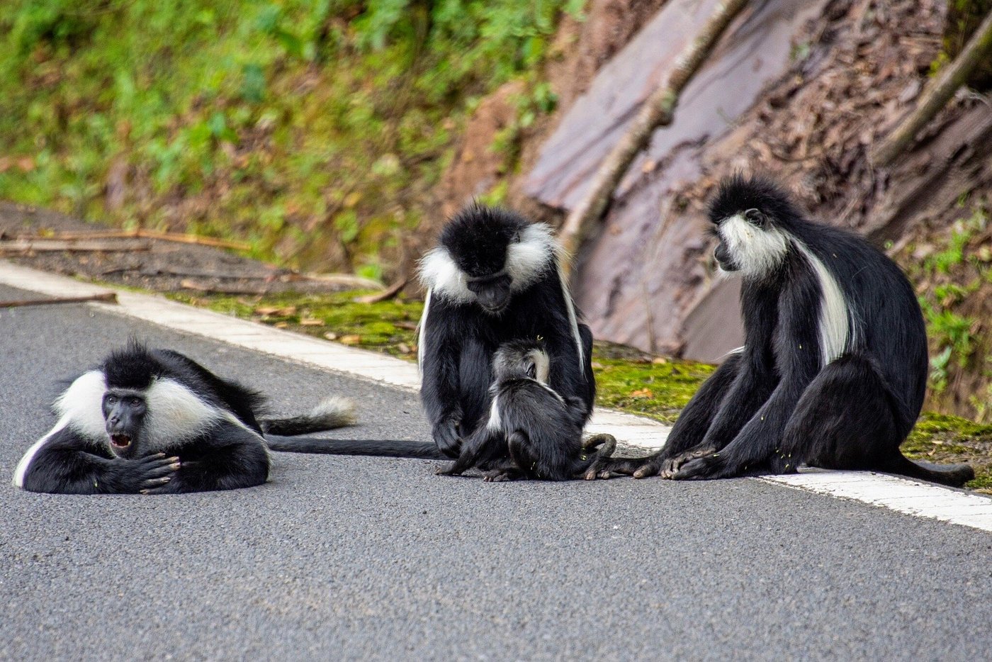 Best Hiking Trails in Nyungwe National Park – Top Routes & Difficulty
