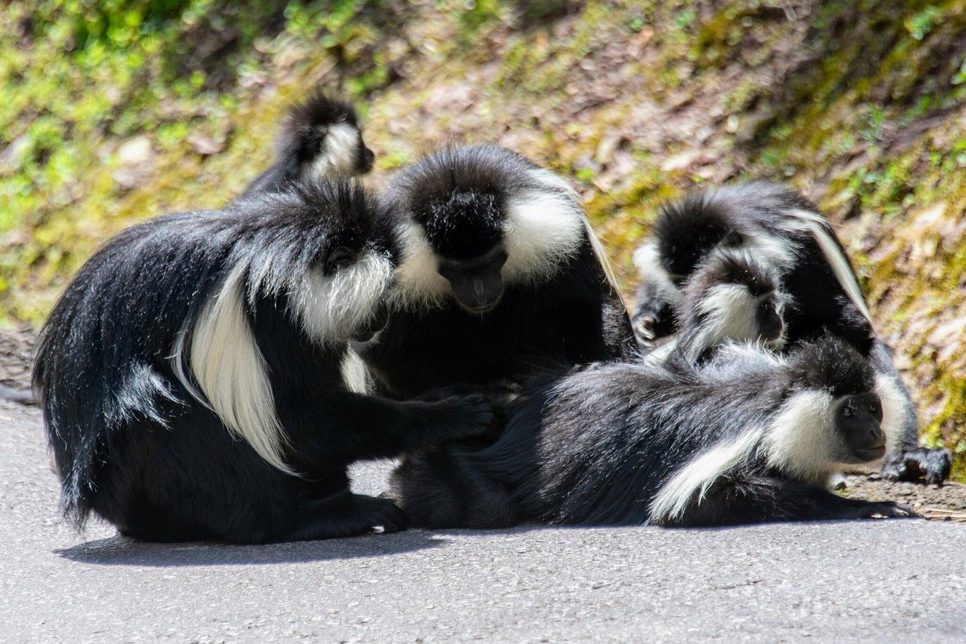 Best Photography Locations in Rwanda for Safari Lovers