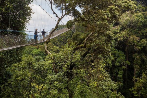 Conservation in Nyungwe National Park – Protecting Primates & Forests