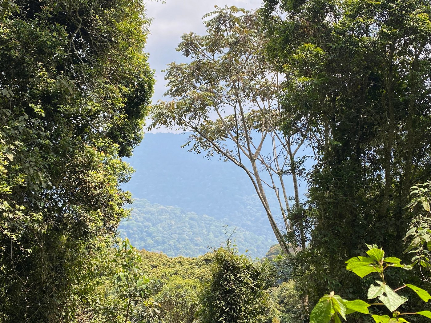 Best Hiking Trails in Nyungwe National Park – Top Routes & Difficulty