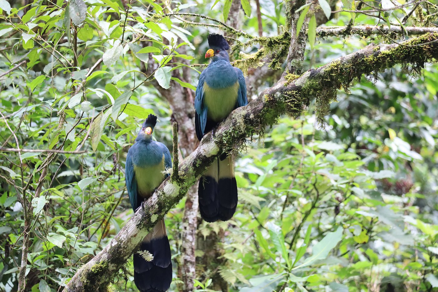 3 Days Nyungwe Chimpanzee Trekking Itinerary