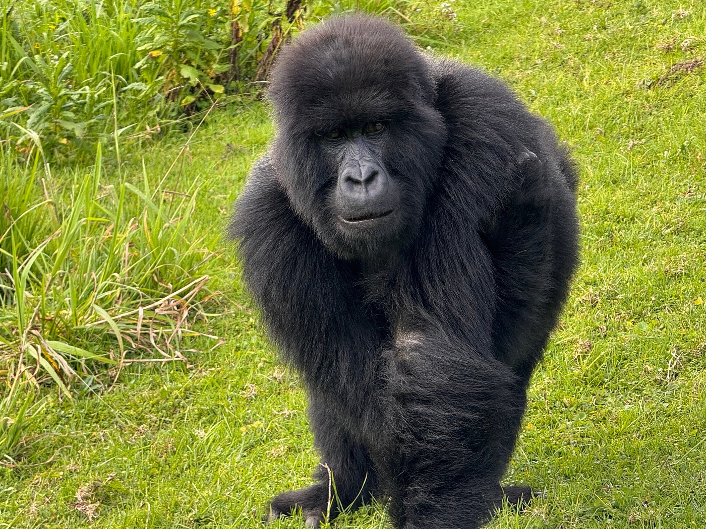 When Is the Low Season for Gorilla Trekking in Rwanda & Why It’s a Hidden Gem