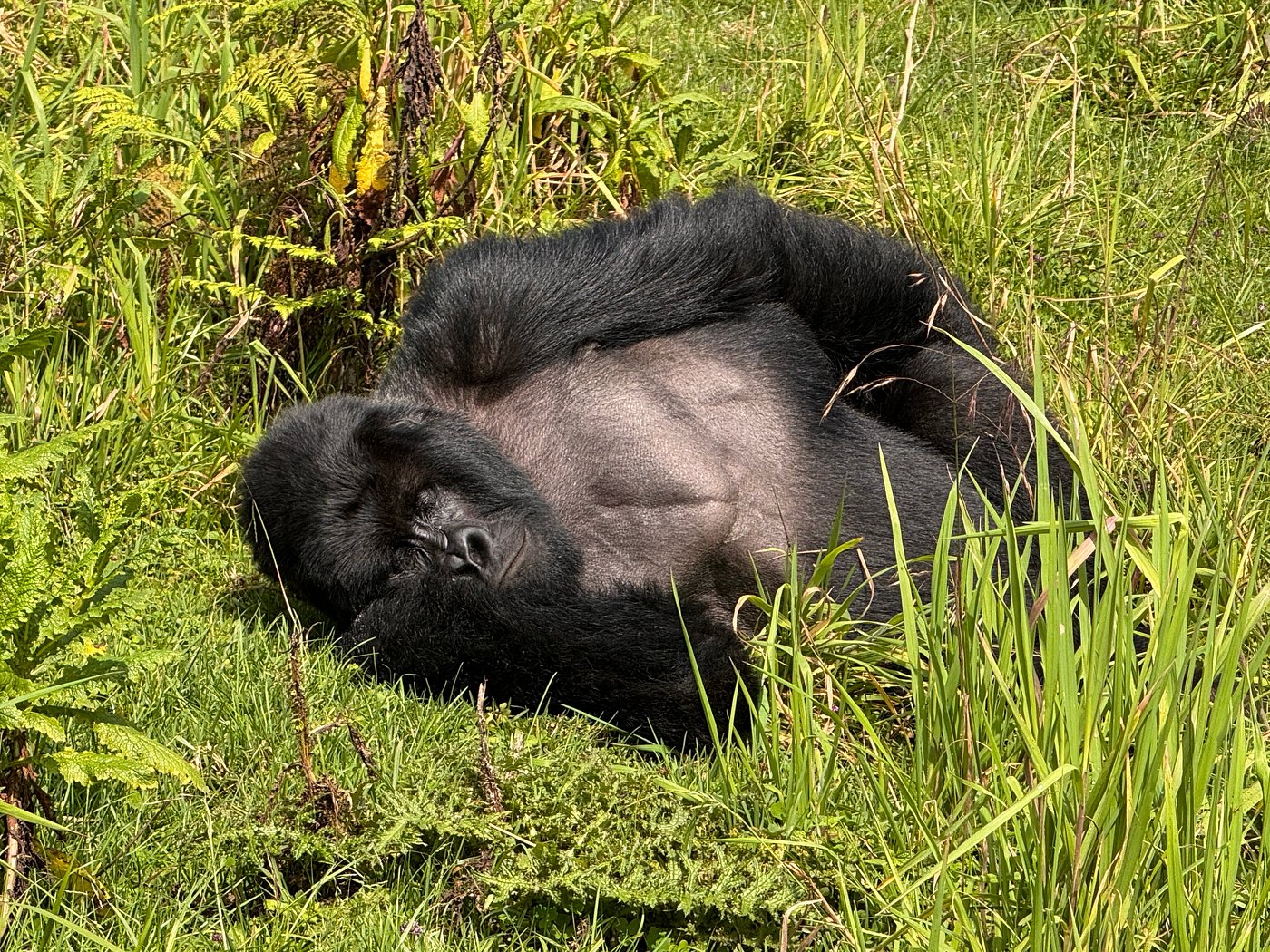 Gorilla Trekking Altitude in Rwanda – How High Do You Hike?