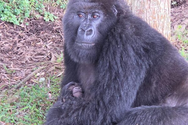 Gorilla Trekking in Rwanda During the Rainy Season – Pros, Cons & Travel Tips