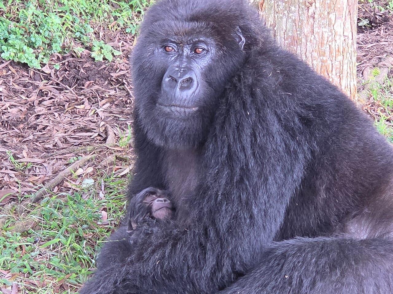 Gorilla Trekking in Rwanda During the Rainy Season – Pros, Cons & Travel Tips