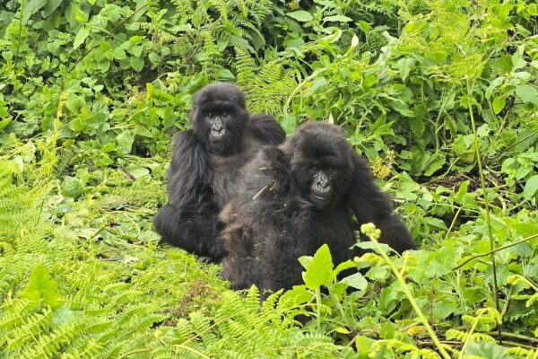 Private 3-Day Gorilla Trekking Tour from Kigali